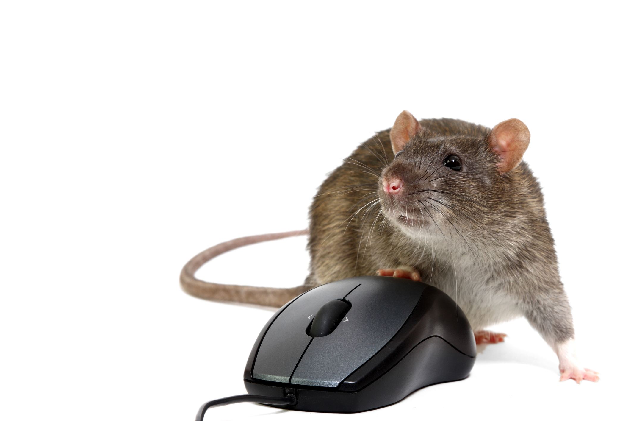 Компьютерная мышь rat